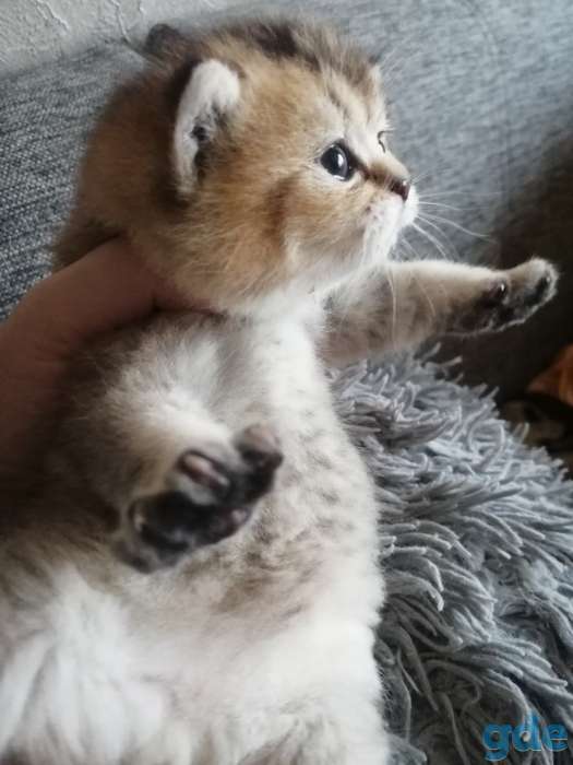 Продам котят. Шотландская шиншилла., фотография 4