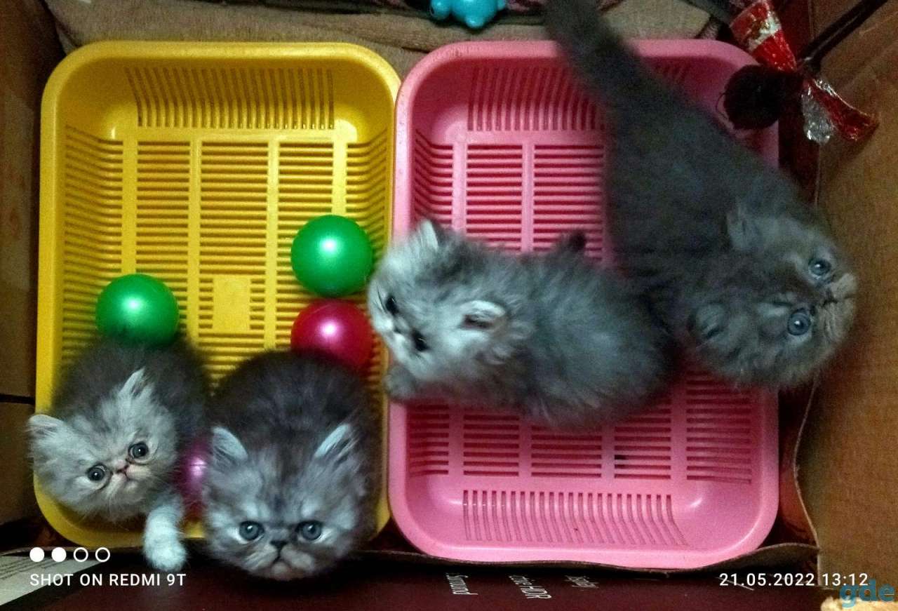Персидские котята экстремального типа чистокровные.Персы.Котята., фотография 9