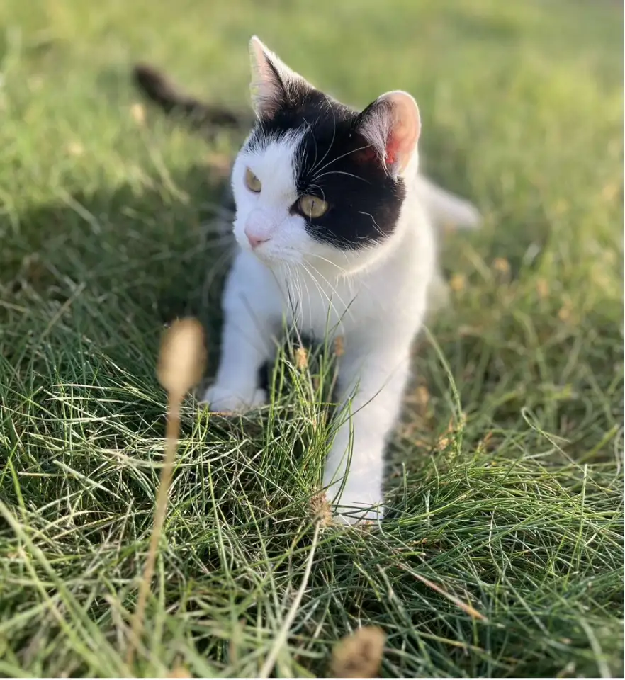 Котенок ищет дом!, фотография 1