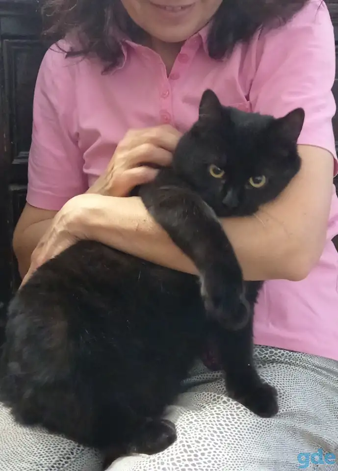 Отдам котика, фотография 1