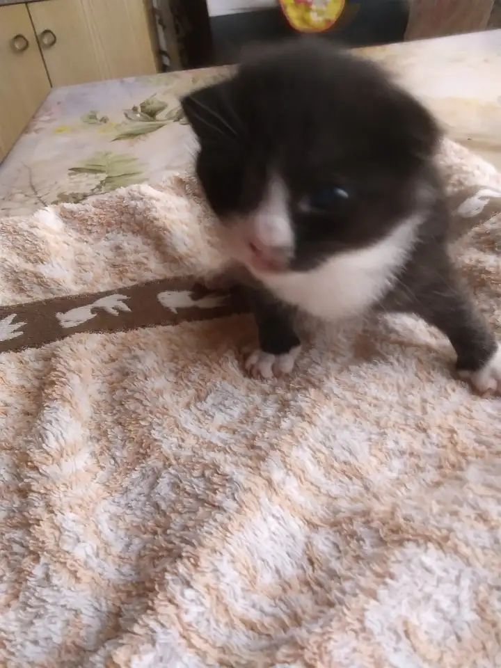 Котенок мальчик пушистый, фотография 5