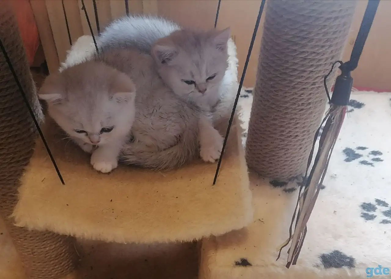 породистый британский котёнок, фотография 3
