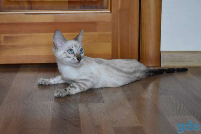 Бенгальские котята, фотография 3