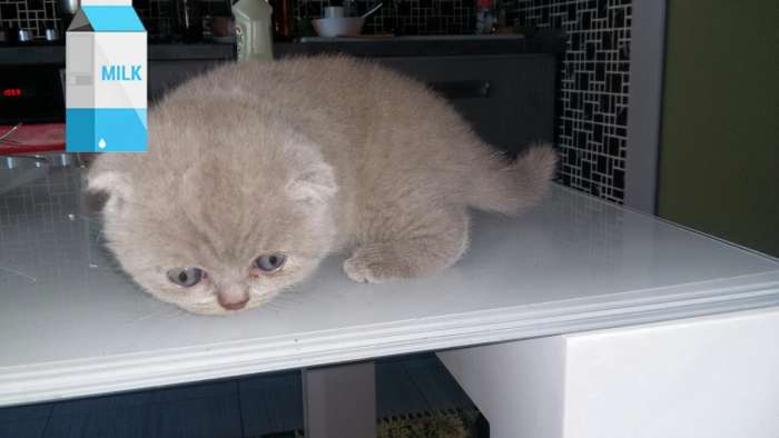 Шотландская кошечка , фотография 1