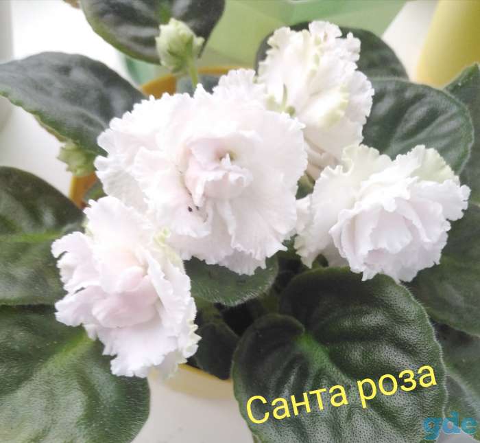Фиалки, фотография 1