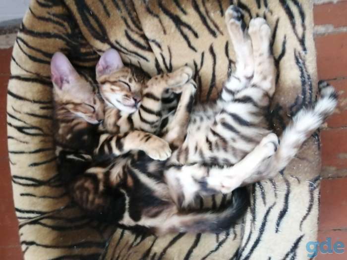 Бенгальские котята, фотография 2