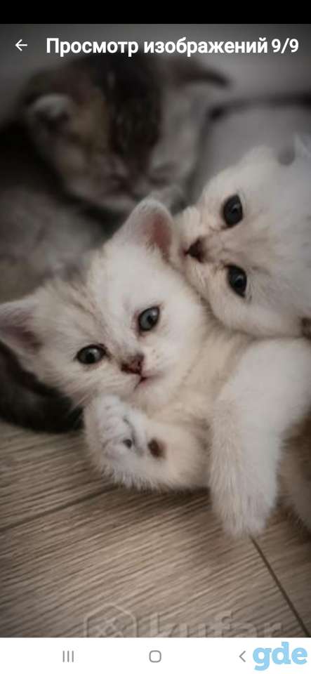 Котята, фотография 3