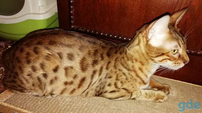 Бенгальские котята, фотография 9