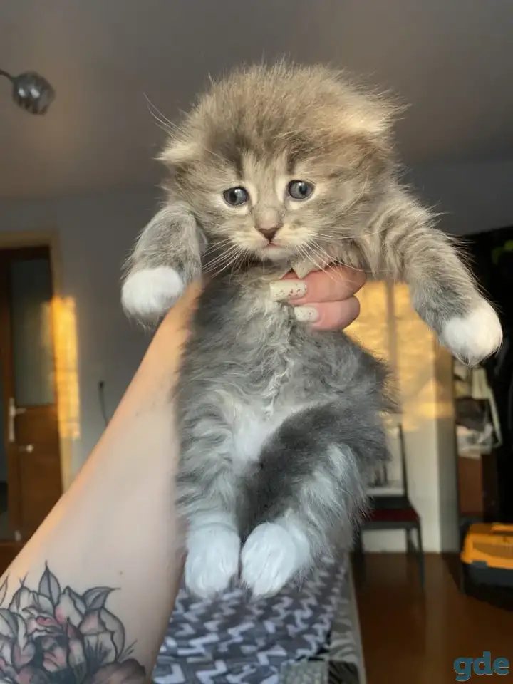 Котята шотландские, фотография 3