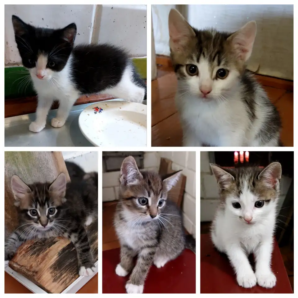 Ищу семью для котенка, фотография 6