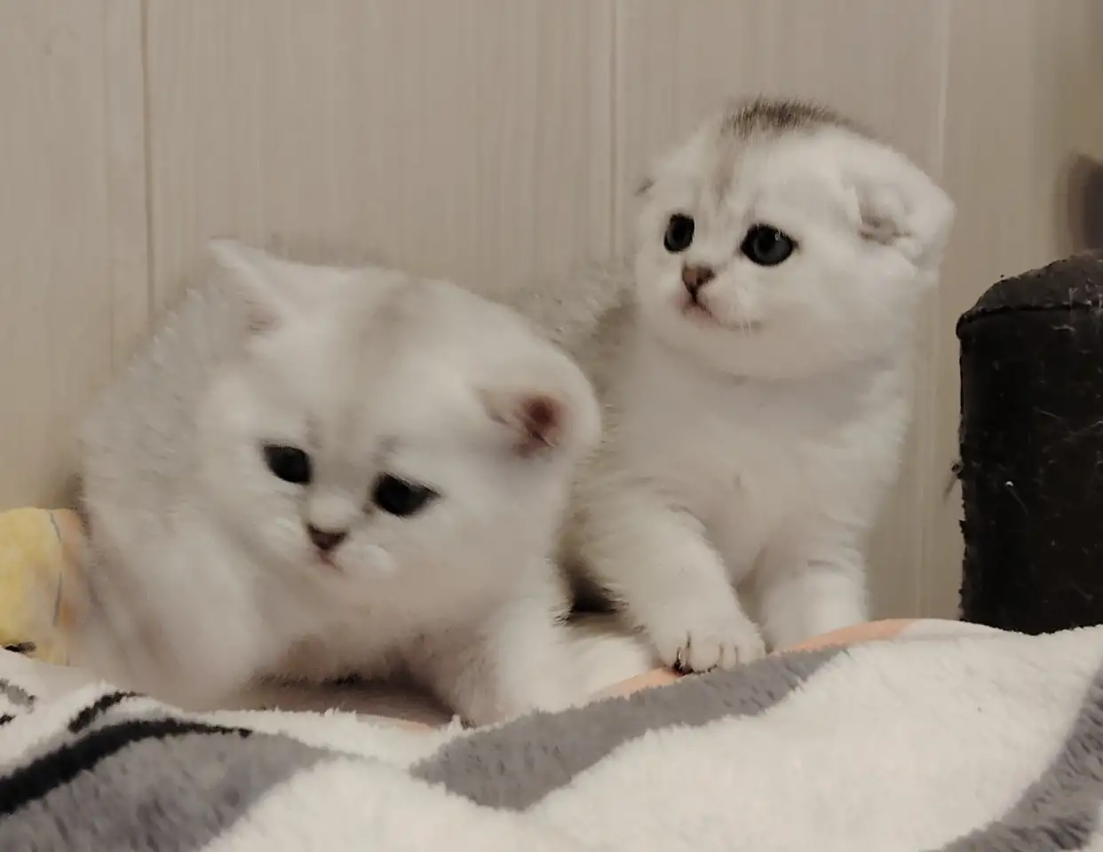 Шотландские котята., фотография 4