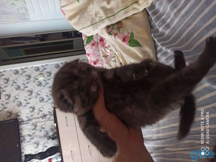 Шотландские котята, фотография 6
