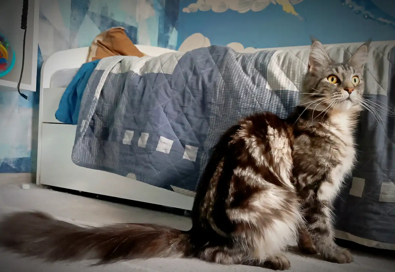 Котята Мейн-кун, фотография 9