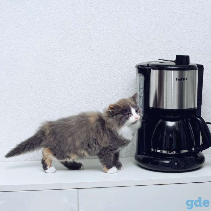 котята в дар, фотография 6