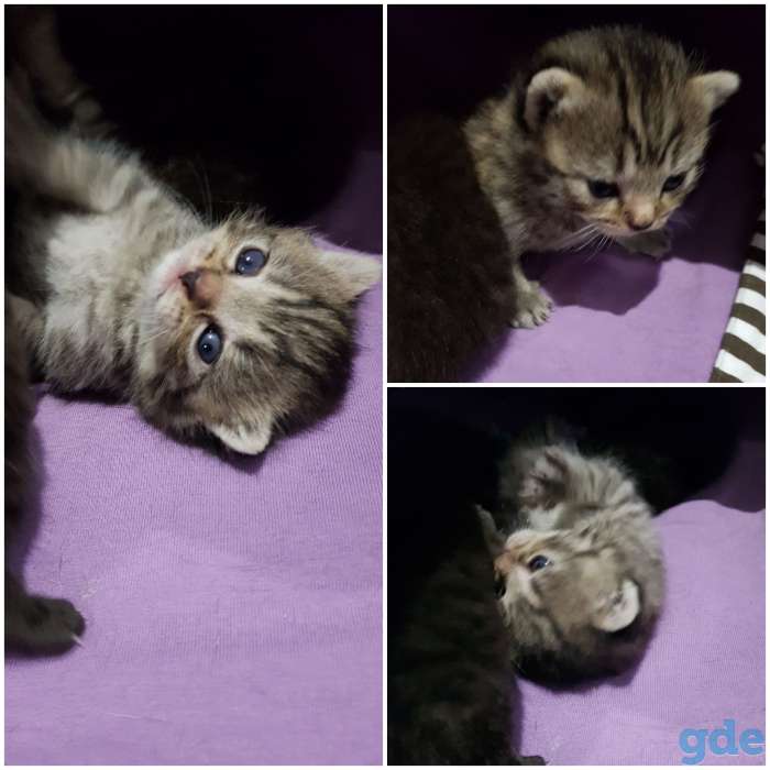 Британские котята, фотография 1