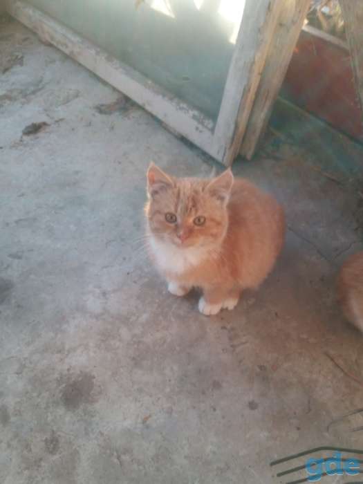 котята, фотография 2