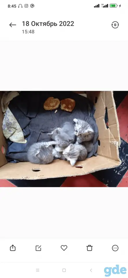 Отдам котят в добрые руки, фотография 3