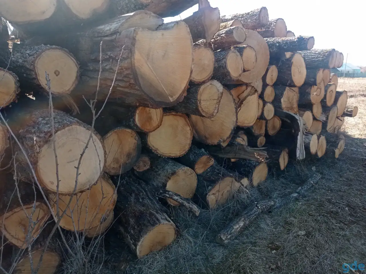 Продам дуб кругляк, фотография 1