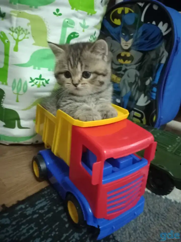 Шотландские котята, фотография 2
