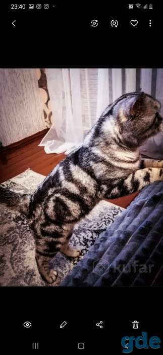 Шотландские котята, фотография 10