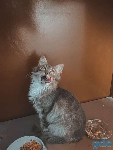 Котенок ищет дом, фотография 2