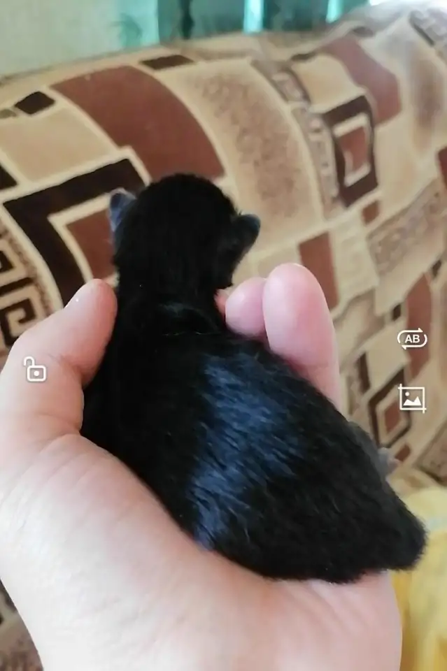 Котята в дар, фотография 4