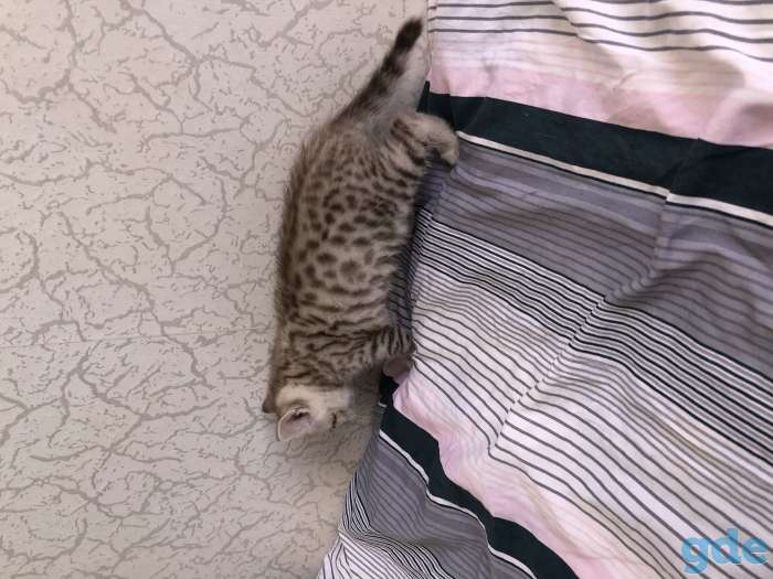 Шотландские котята, фотография 8