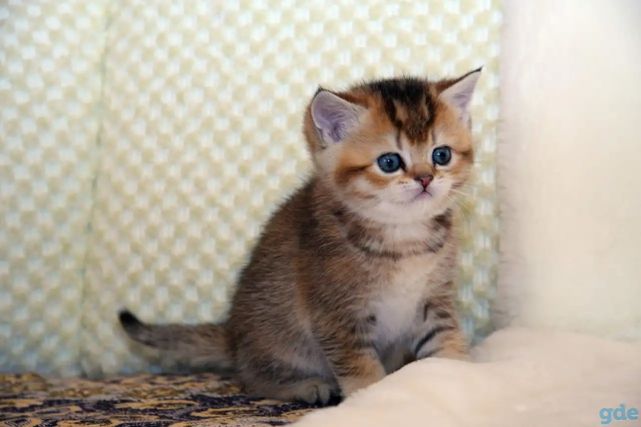 ЗОЛОТАЯ ШИНШИЛЛА шотландские котята, фотография 3
