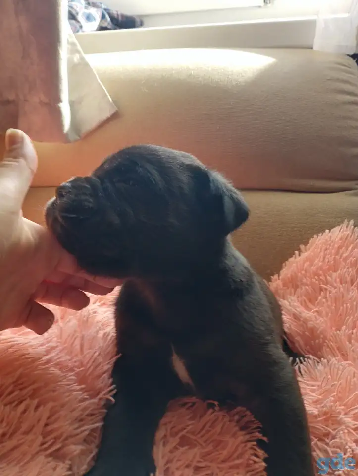 Собака, фотография 4