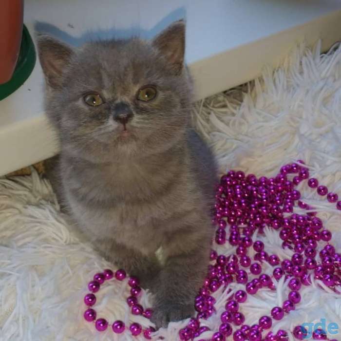 Шотландская кошечка, фотография 1