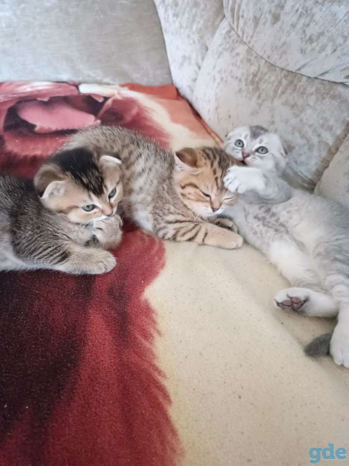 Котята шотландские, фотография 1