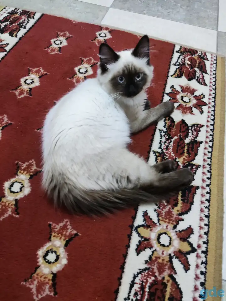 Тайский котёнок, срочно! 3 месяца в хорошие руки, фотография 1