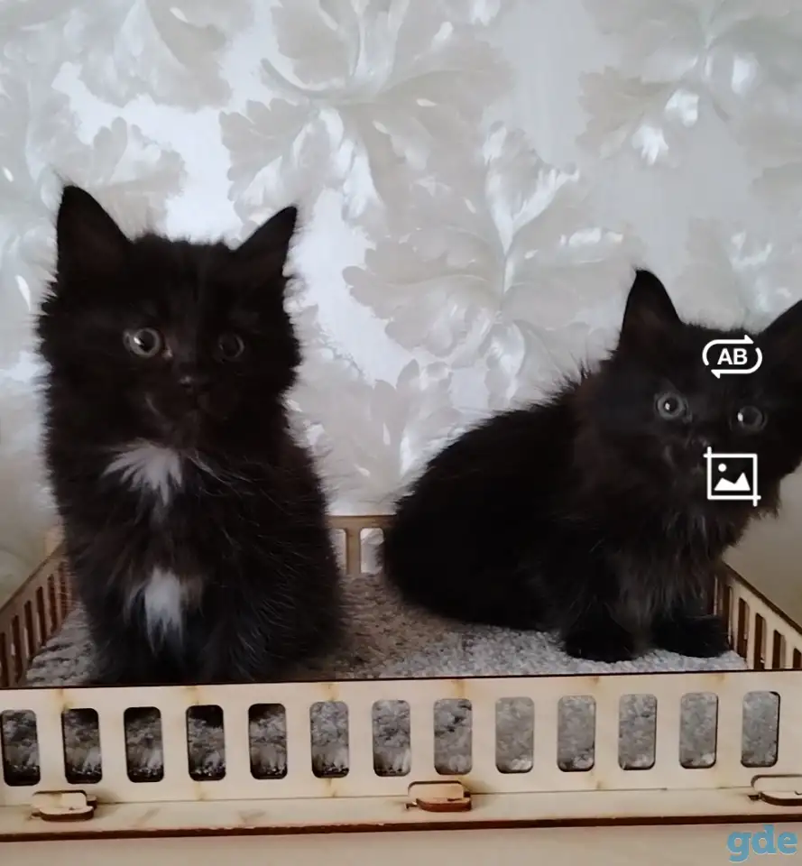 Курильский бобтейл котята, фотография 4