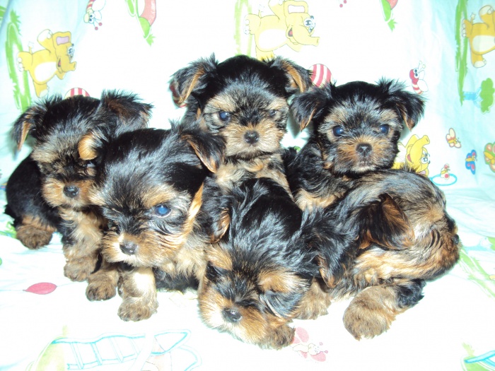 йрки ждут вас, фотография 8