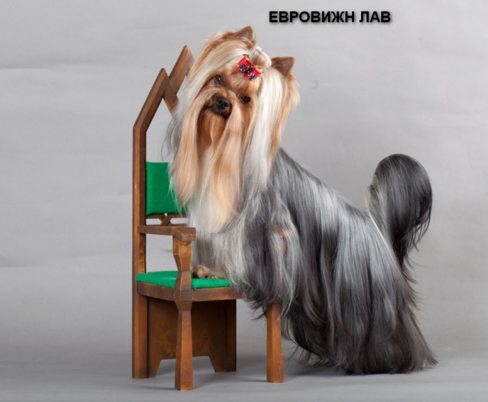 Готовятся к продаже щенки йоркширского терьера, фотография 3