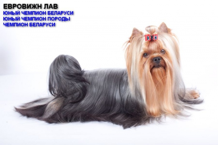 Готовятся к продаже щенки йоркширского терьера, фотография 4