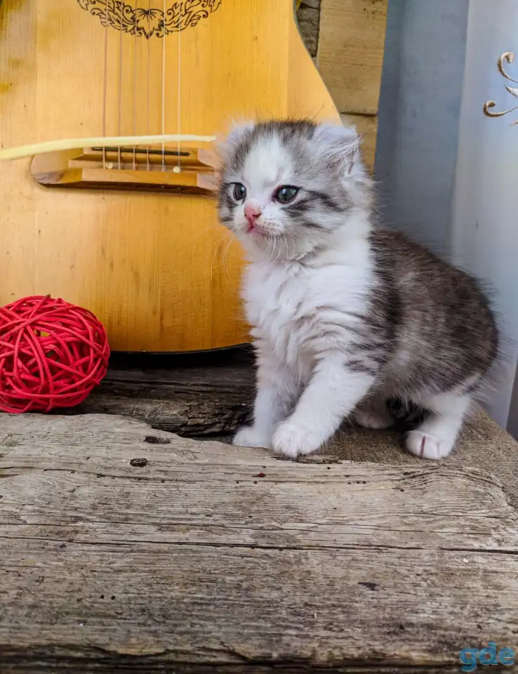 Котята Американский кёрл, фотография 2