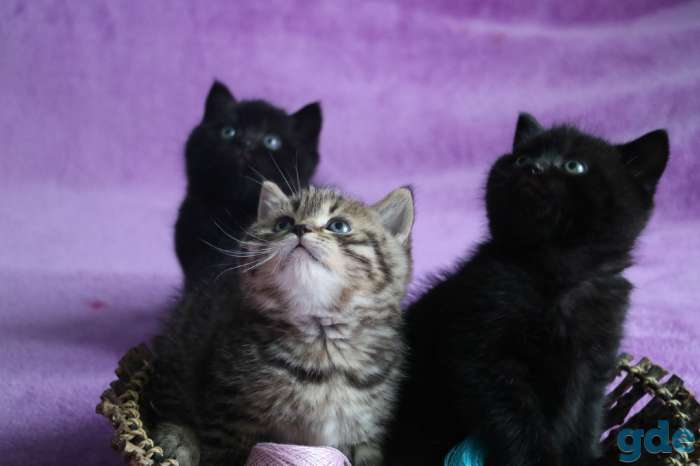 Котята, фотография 2