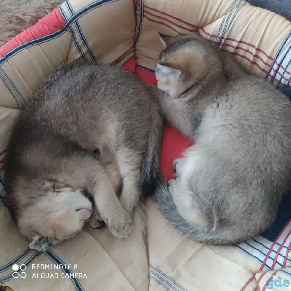 Шотландские котята золотая шиншилла. Договорная, фотография 3