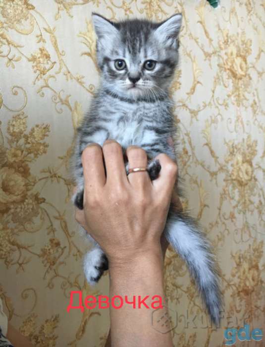 Шотландские котята, фотография 1