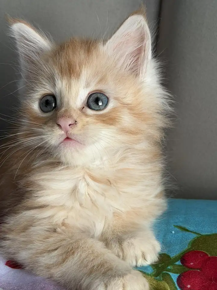 Котята Мейн-кун, фотография 5