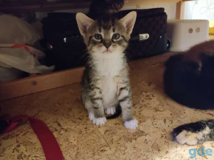 Котята в дар, фотография 5