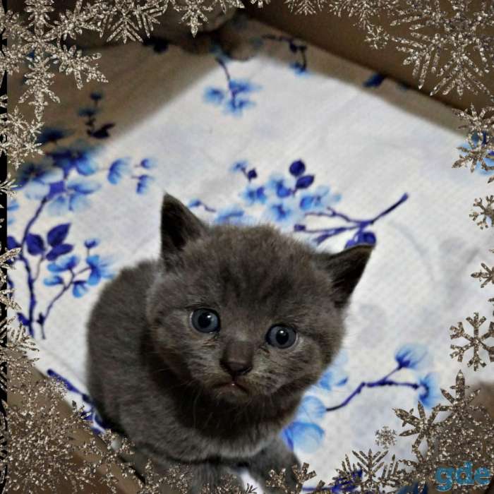 Шотландские котята, фотография 5