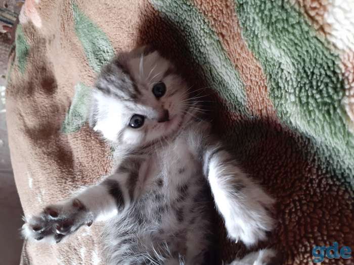 Шотландские котята, фотография 4
