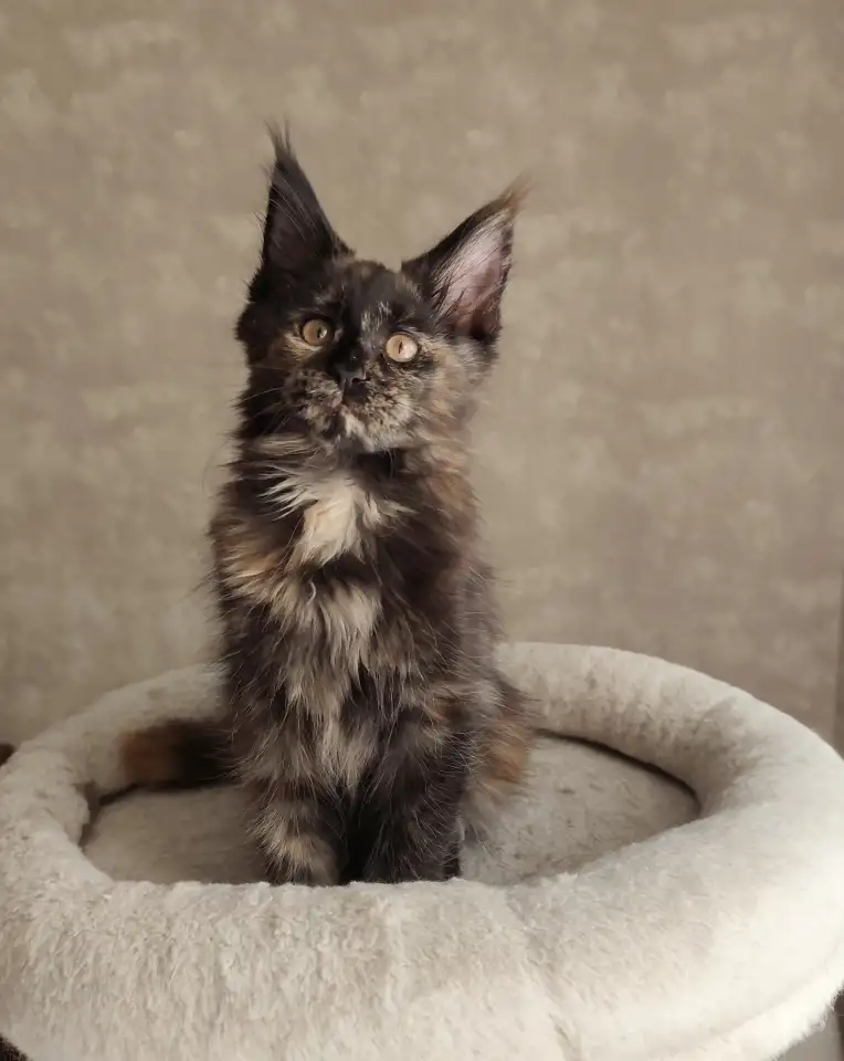 Котятa Мейн Куны из серцифицированного питомника, фотография 1