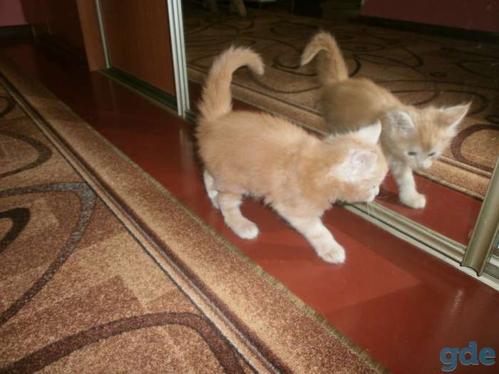 Котята Мейн-Кун, фотография 2