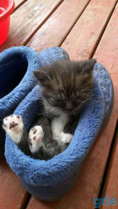 шотландские котята, фотография 10
