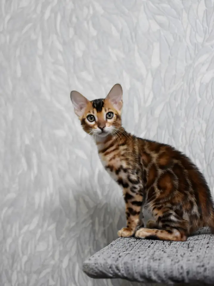 Лучшие бенгальские котята, фотография 6