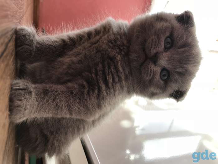 Котятки милашки, фотография 5