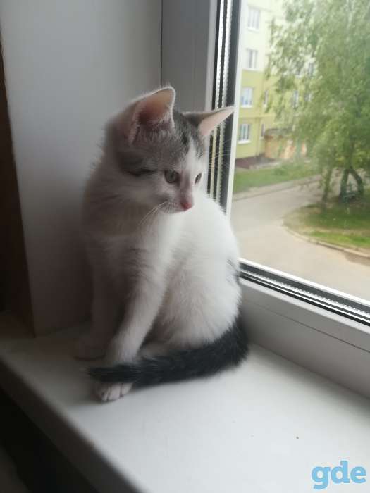Котенок. Отдам в хорошие руки, фотография 1